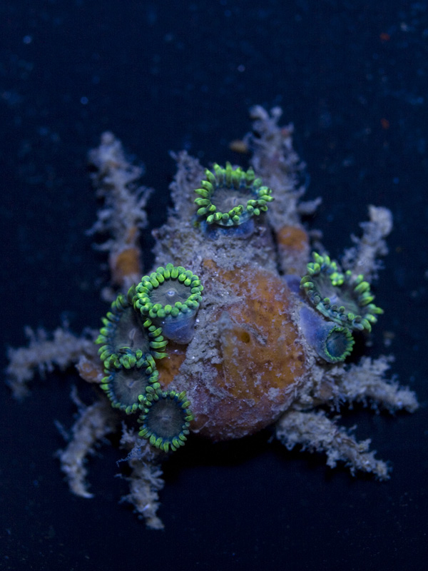 28_decorator-crab-w-zoas.jpg