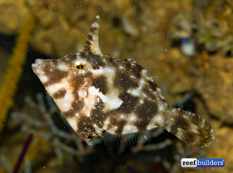 reefbuilders.com