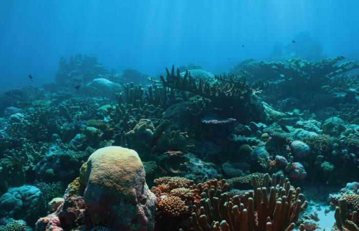 www.whoi.edu
