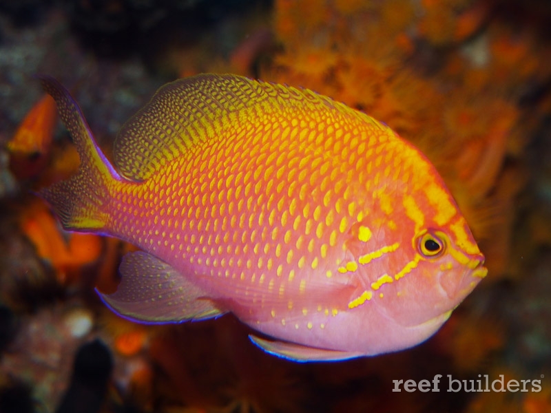 sunburst-anthias.jpg