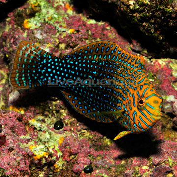 p-76125-Potters-Leopard-Wrasse.jpg