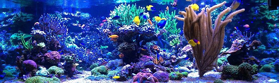www.reef2reef.com