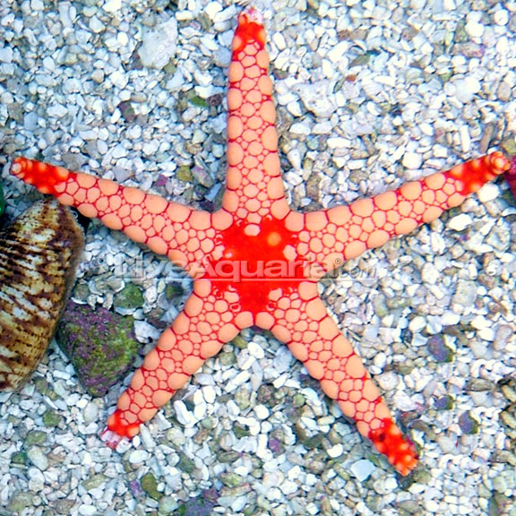 lg-39415-seastar.jpg