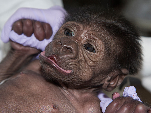 baby_gorilla_032114_1395446897822_3566320_ver1.0_640_480.jpg