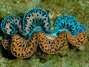 Pahua-tridacna-maxima-bicolor.jpg