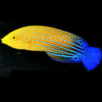 dd_fish_031910.jpg