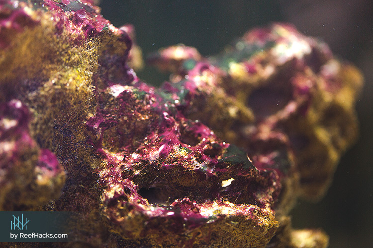 www.reefhacks.com