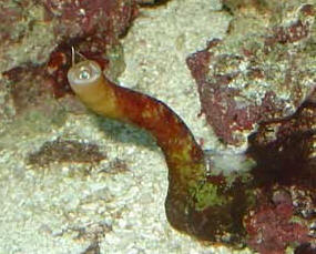 worm-in-tube%5B1%5D.jpg
