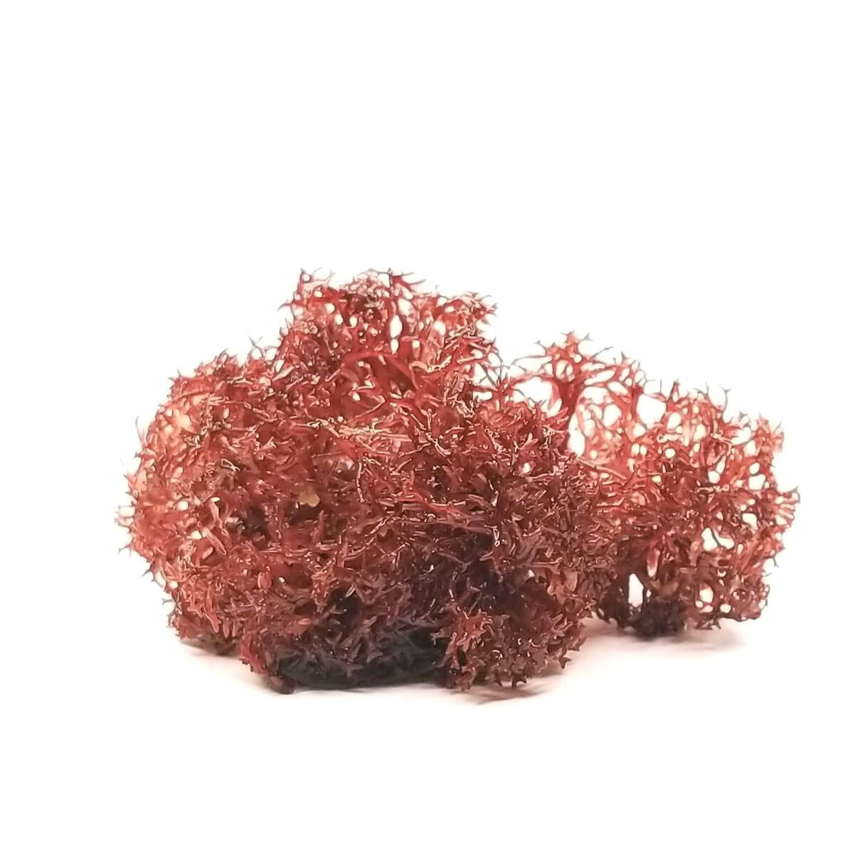 www.algaebarn.com