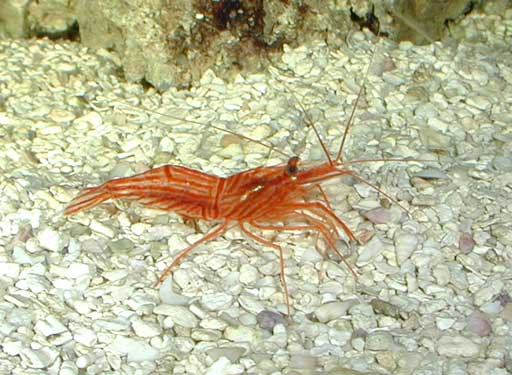 Lysmata_wurdemanni3.jpg