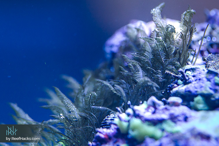 www.reefhacks.com