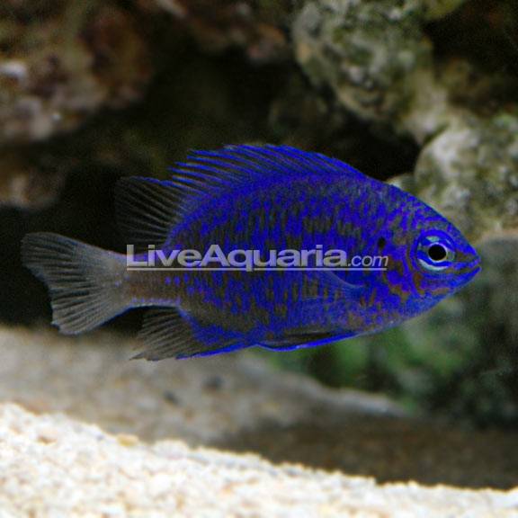 lg-39339-blue-saphire-damse.jpg