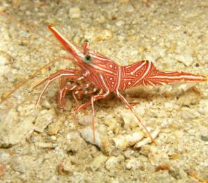 camel-shrimp.jpg