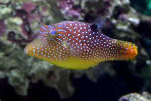 Canthigaster%20id%20dwwm.jpg