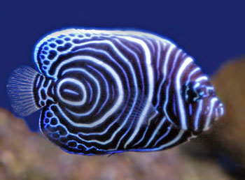 pomacanthus-imperator-juvenile.jpg