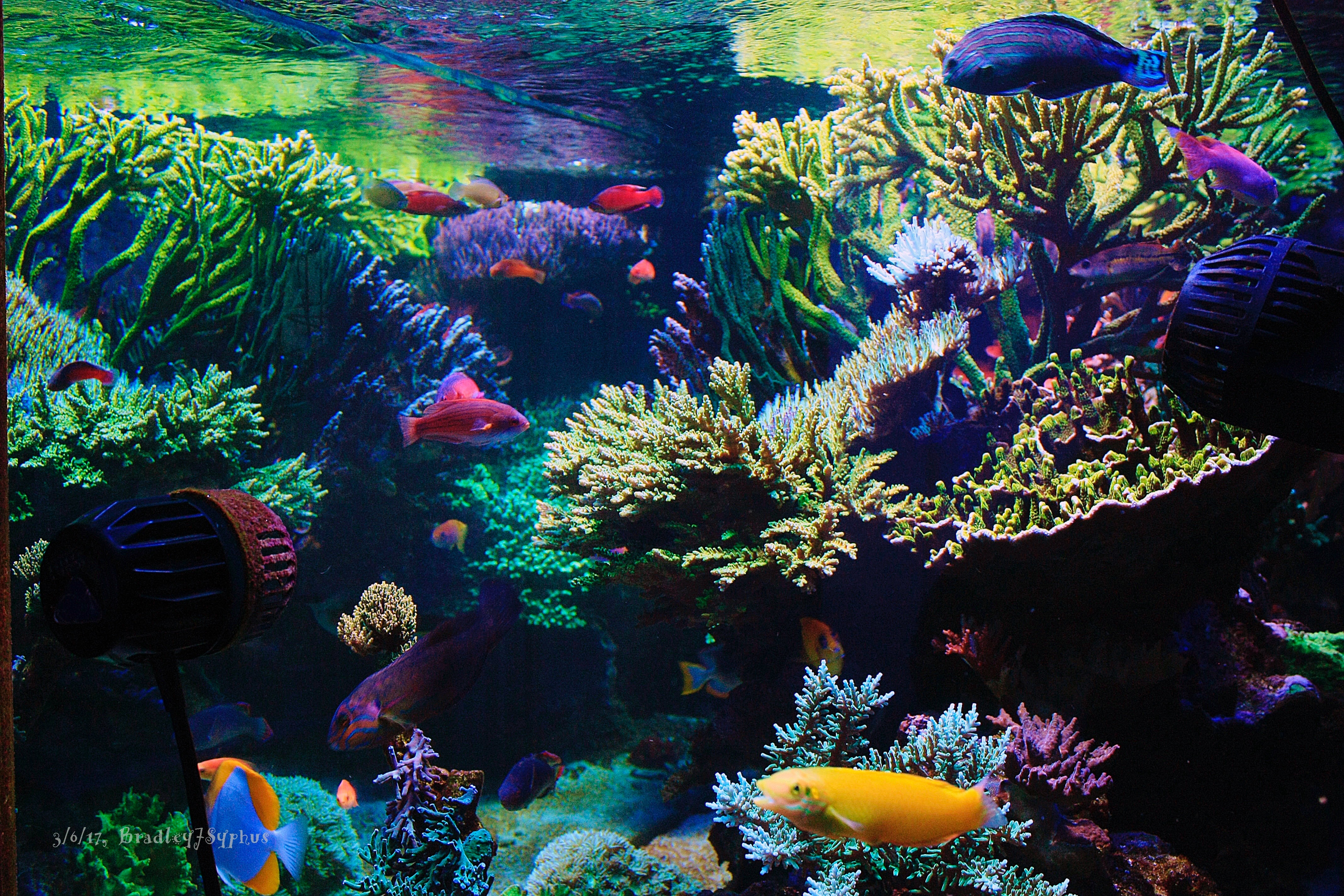 www.reef2reef.com