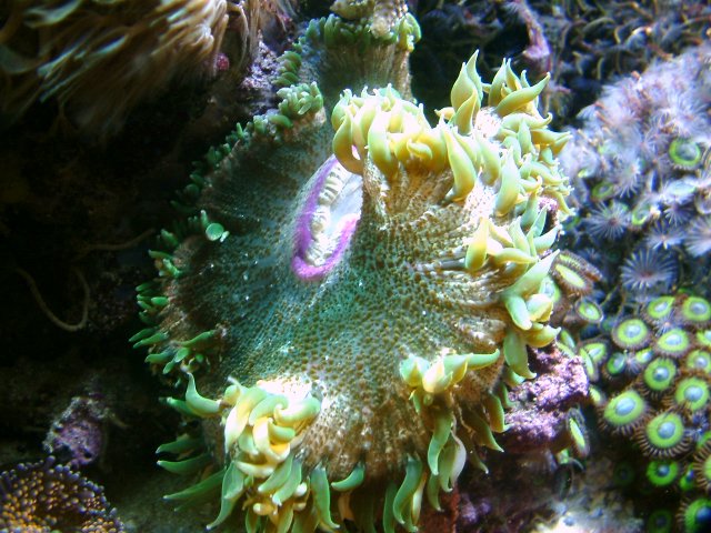 rock_anemone.jpg