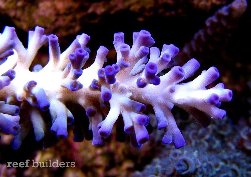 true-australian-echinata-acropora-1.jpg