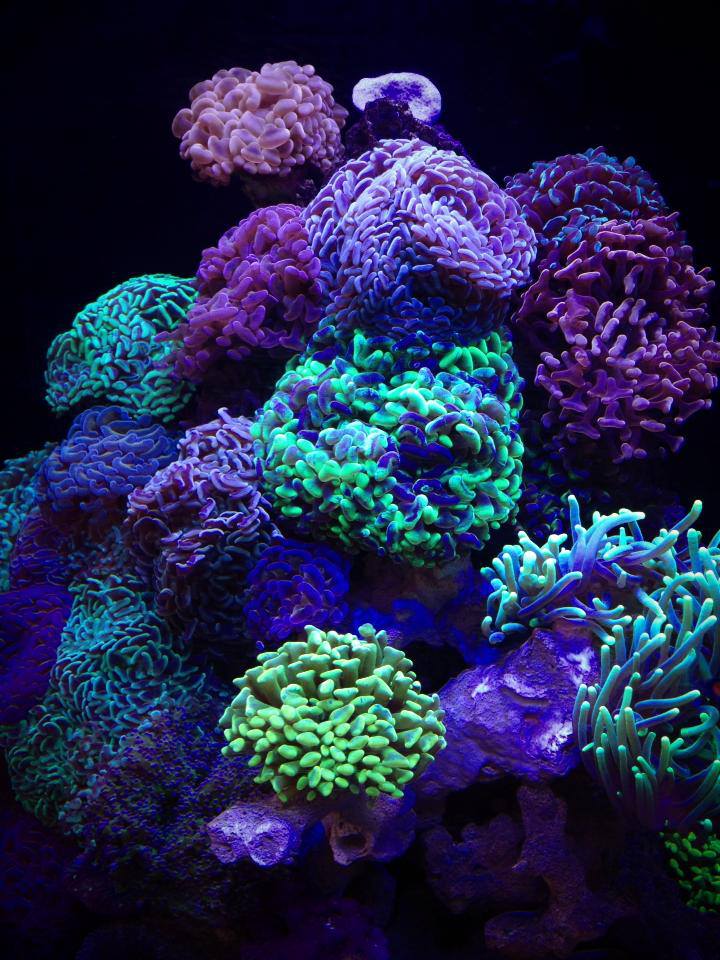 hammer-coral-cube-2.jpg