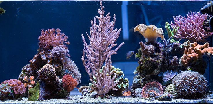 www.nano-reef.com