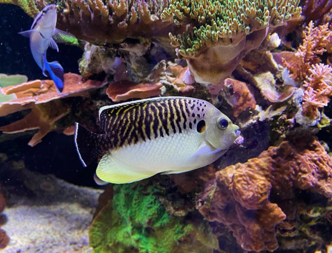 reefbuilders.com